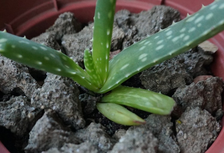 aloe