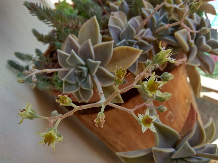 IMG_20180425_122516_HDR