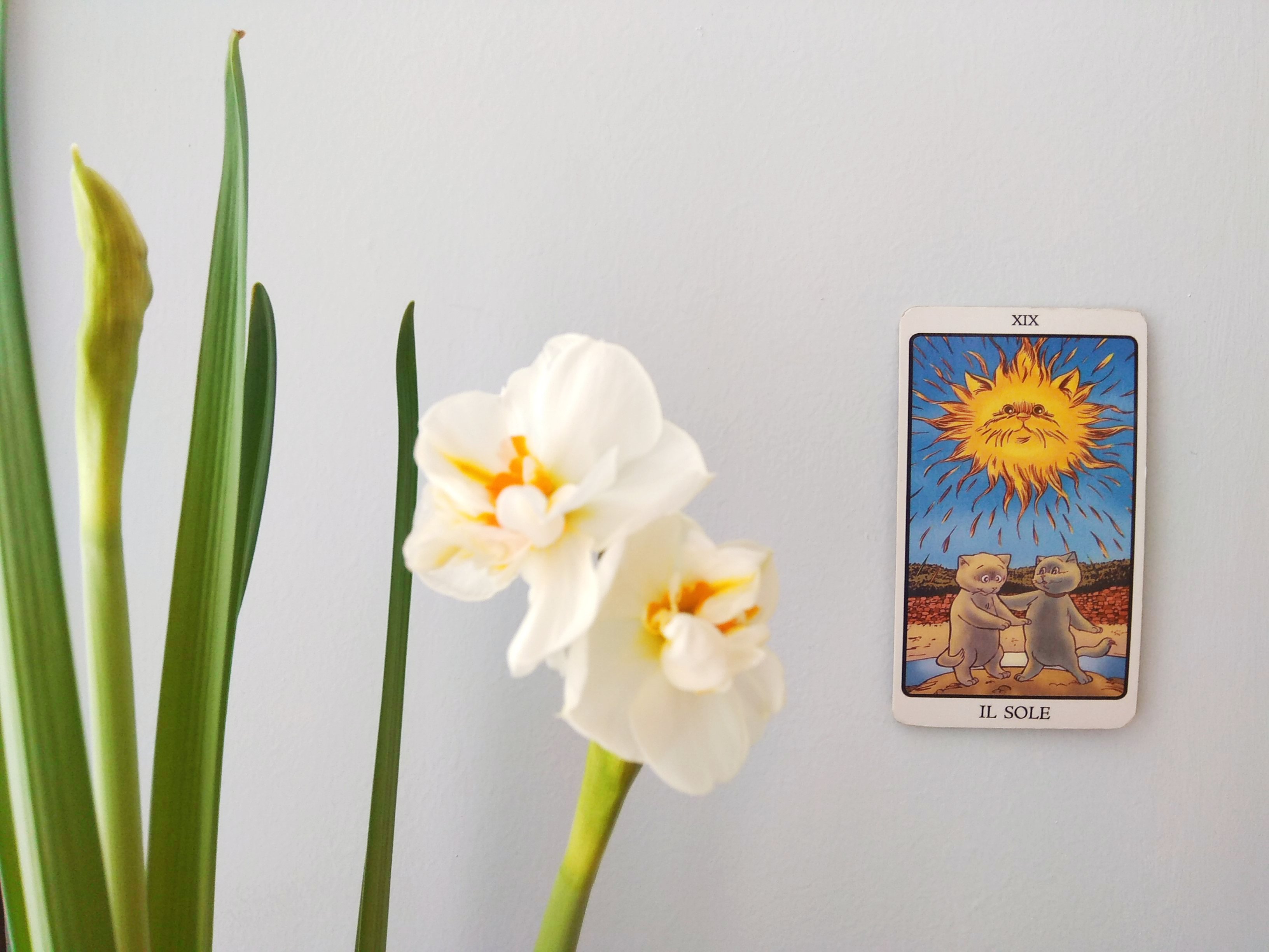 Tarocchi dei Gatti - Jodorowsky